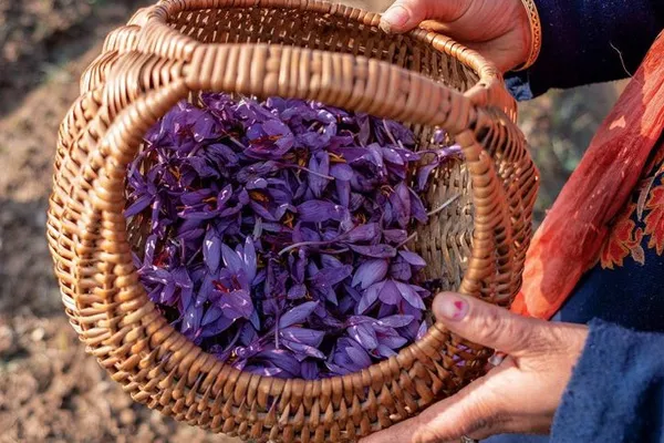 بررسی سوددهی کاشت زعفران