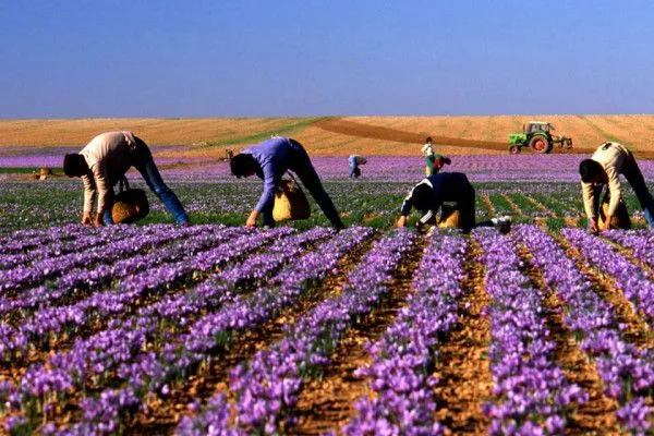 بهترین زعفران ایران