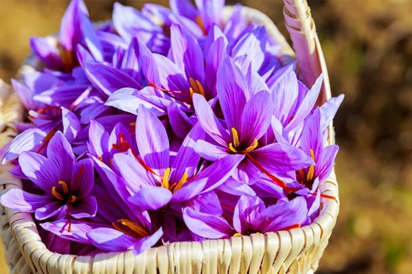 چرا زعفران یکی از ارزشمندترین ادویه‌های دنیاست؟